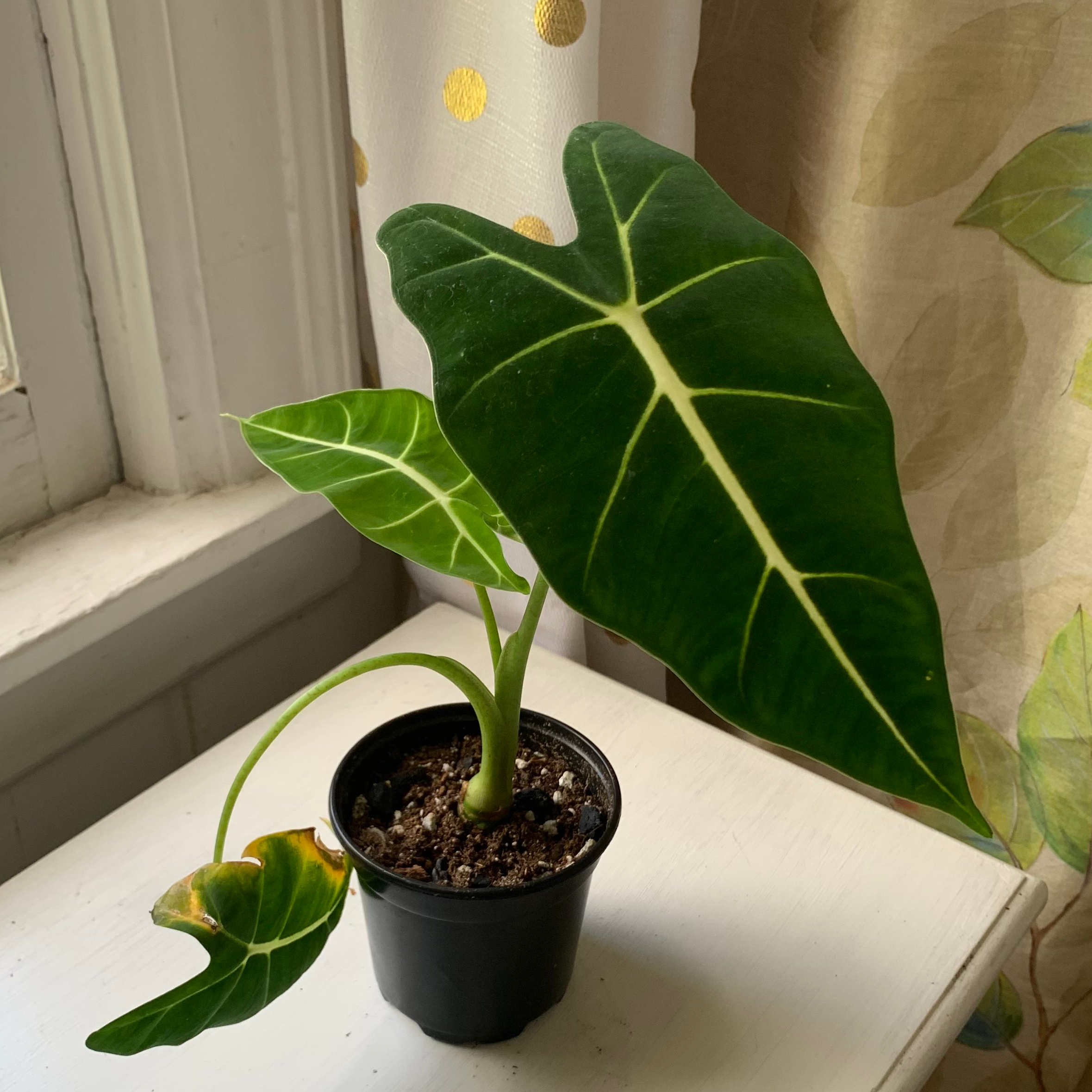 Alocasia 'Frydek' plant in a small pot with one leaf showing yellowing and browning.