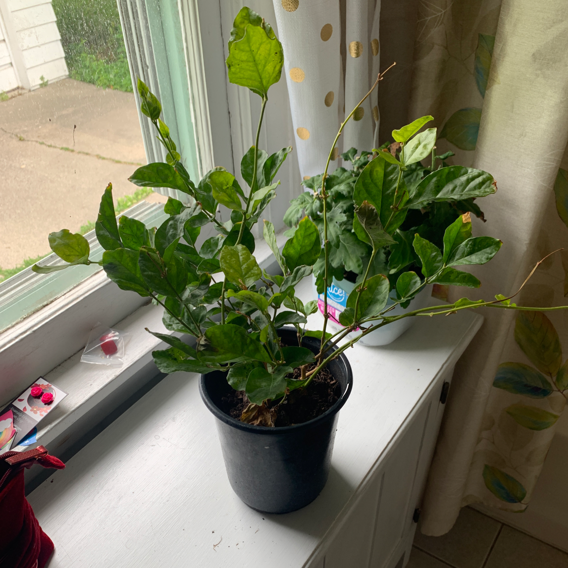 Healthy Arabian Jasmine plant with glossy green leaves, growing in a black pot on a windowsill with natural light.