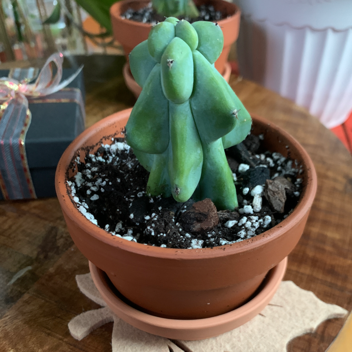 Boobie Cactus plant photo by @crystALLplants named Jayne Mansfield on Greg, the plant care app.