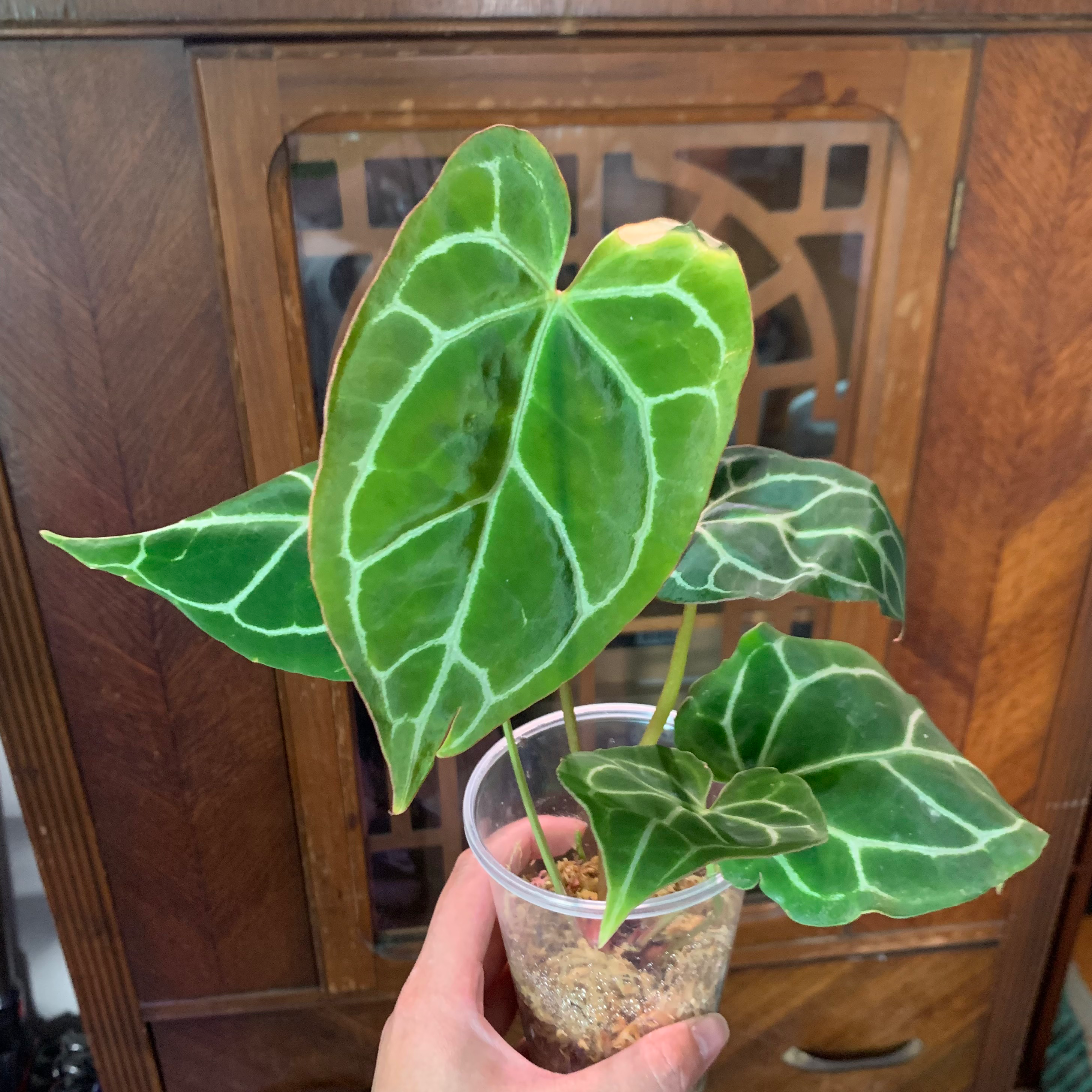 Crystal Anthurium plant with large, dark green leaves and white veins in a clear container.