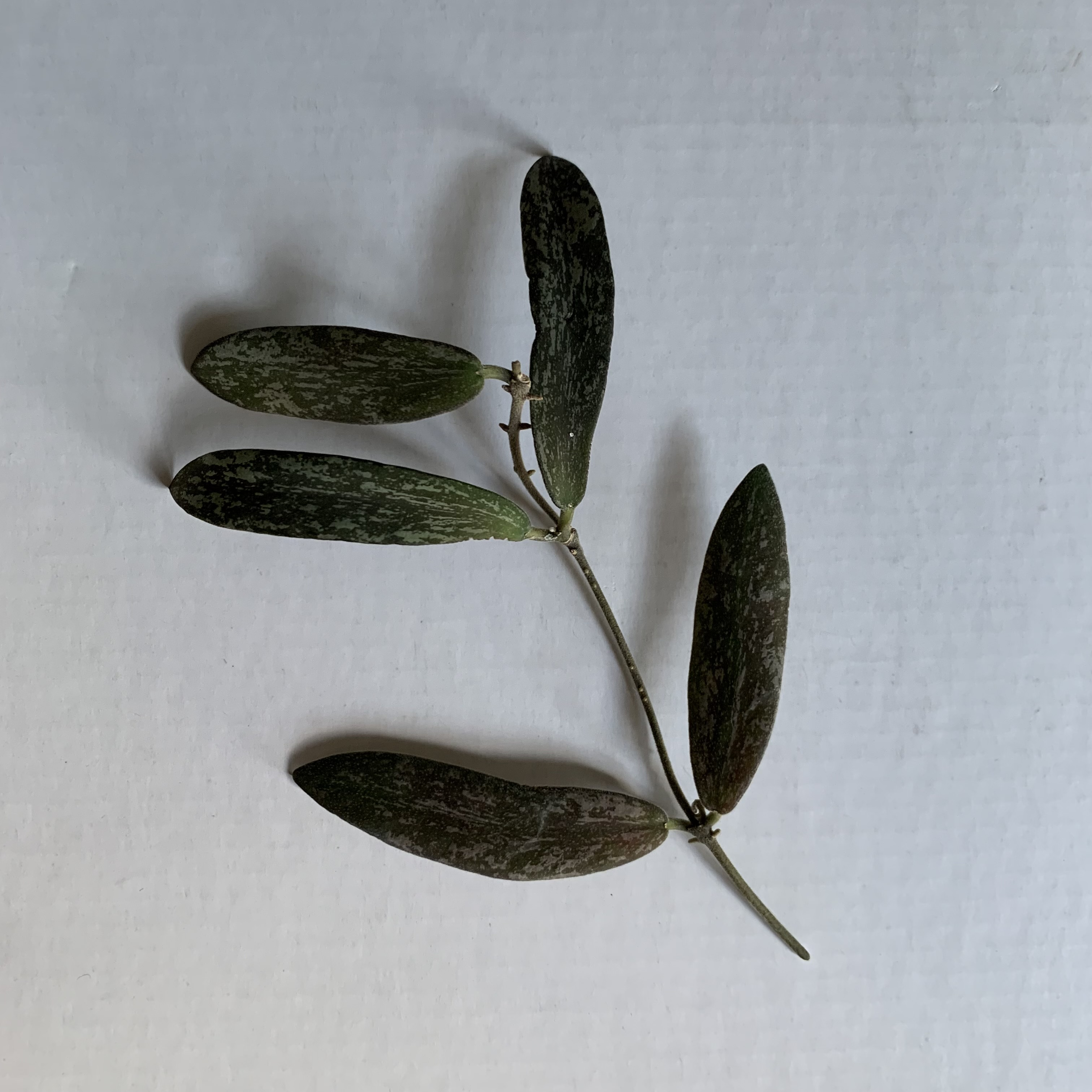 A single stem of Hoya sigillatis with elongated, mottled green leaves on a plain background.