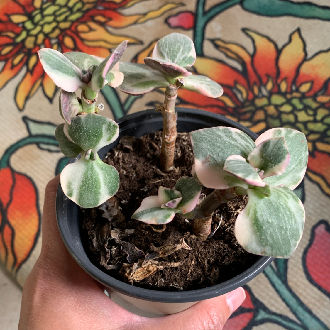 Variegated jade plant in a small pot with visible soil, held by a hand, against a colorful floral background.
