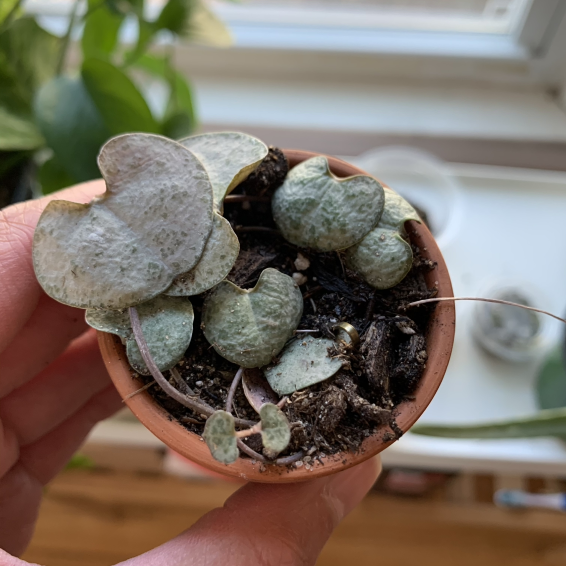 String of Hearts 'Silver Glory' plant in a small pot, held by a hand.