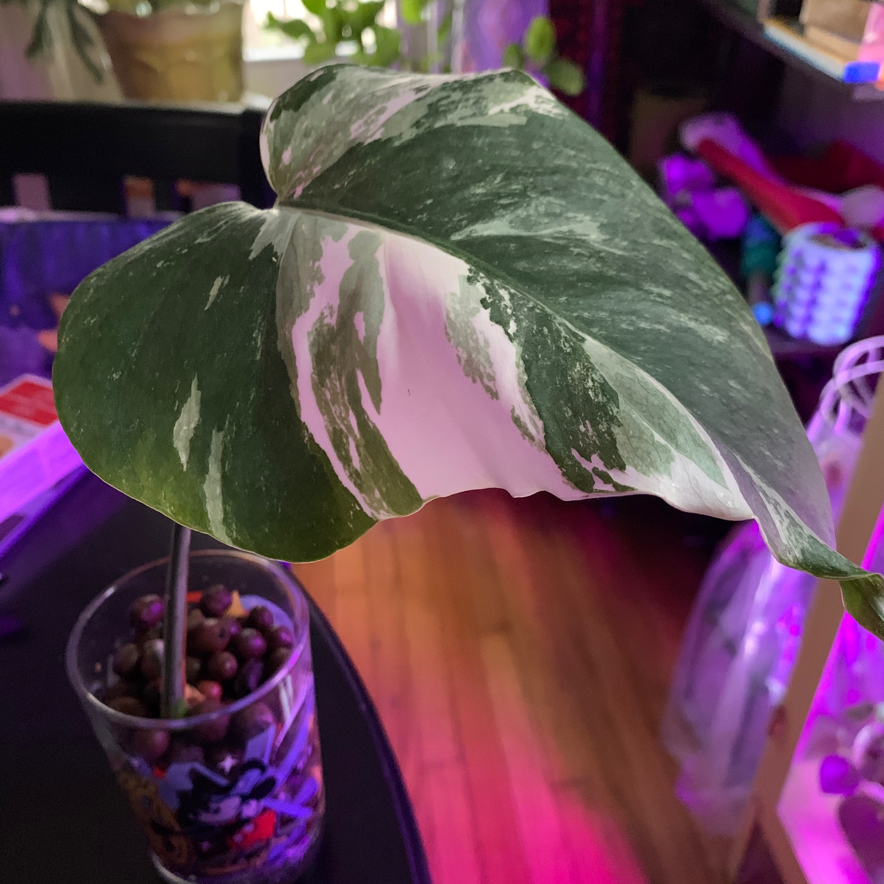 Variegated Monstera plant with prominent variegated leaf in a glass container.