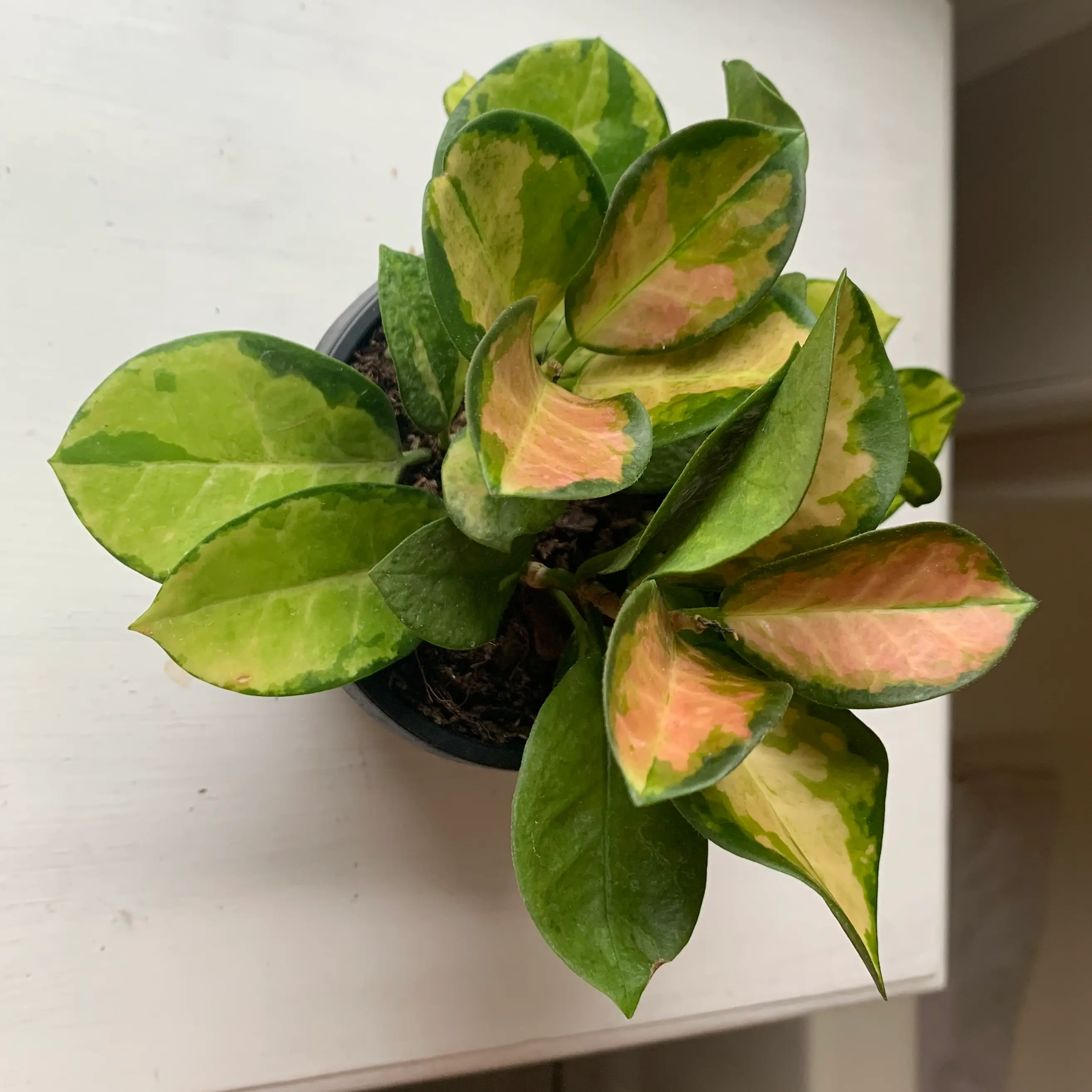 Hoya 'Lisa' plant with variegated green, yellow, and pink leaves in a small pot.