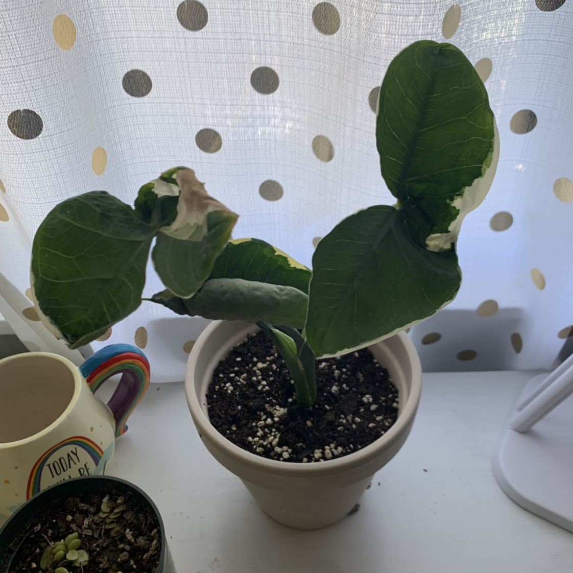Arrowleaf Elephant Ear plant photo by @crystALLplants named Mickey on Greg, the plant care app.