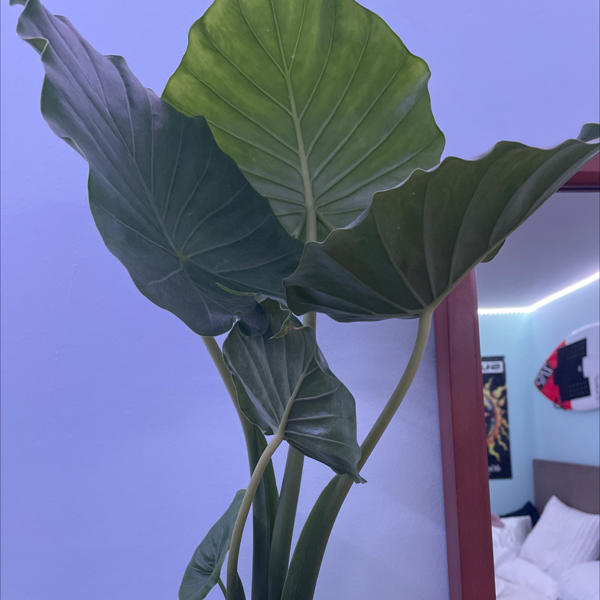 Alocasia gagaena 'California' plant with large, healthy green leaves.