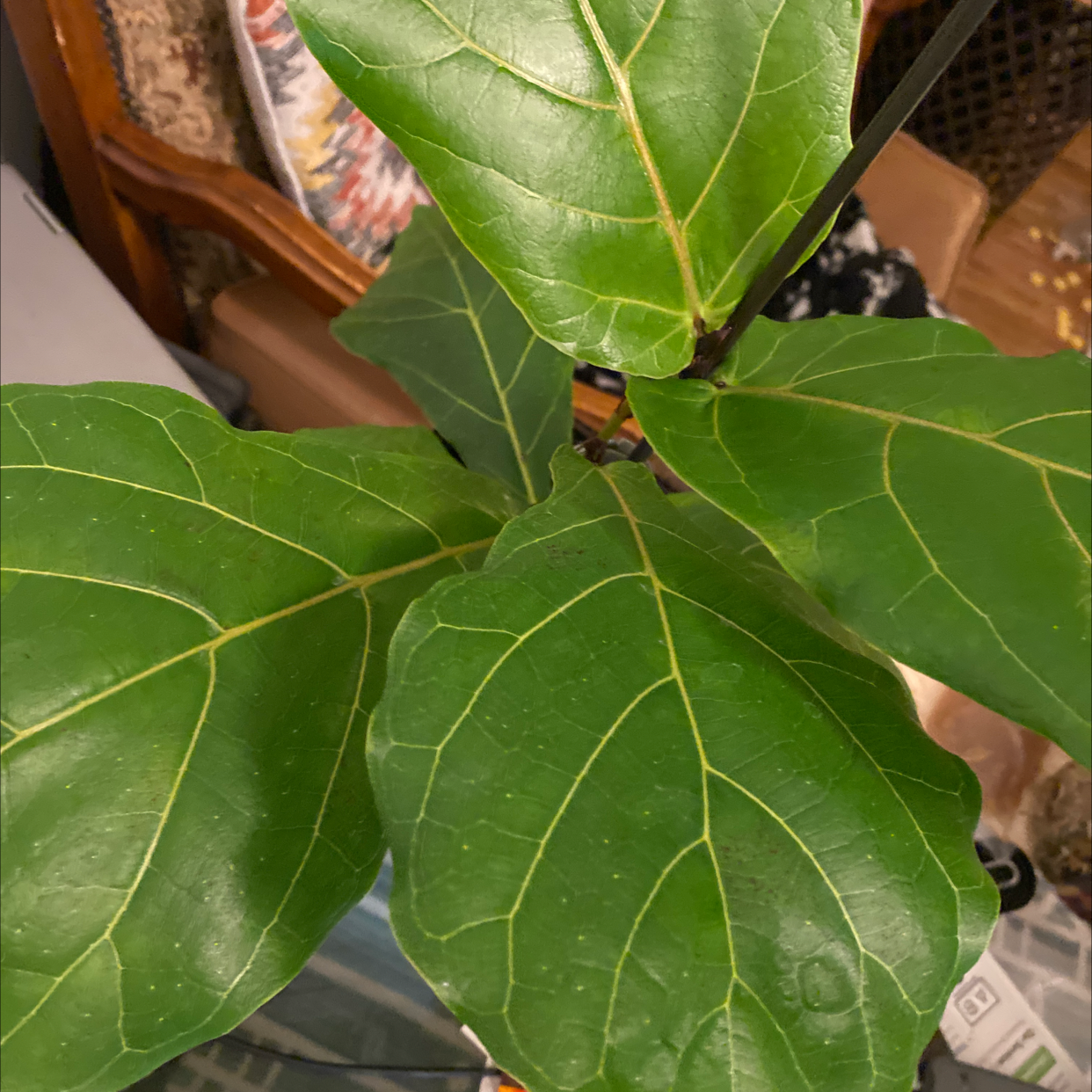 Fiddle Leaf Fig plant with large, healthy green leaves.