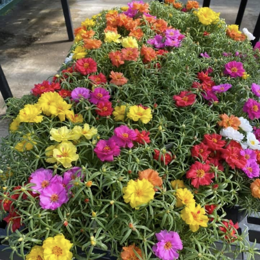 Photo of the plant species Moss Rose Purselane by Amy named Guillermo the mexican rose on Greg, the plant care app