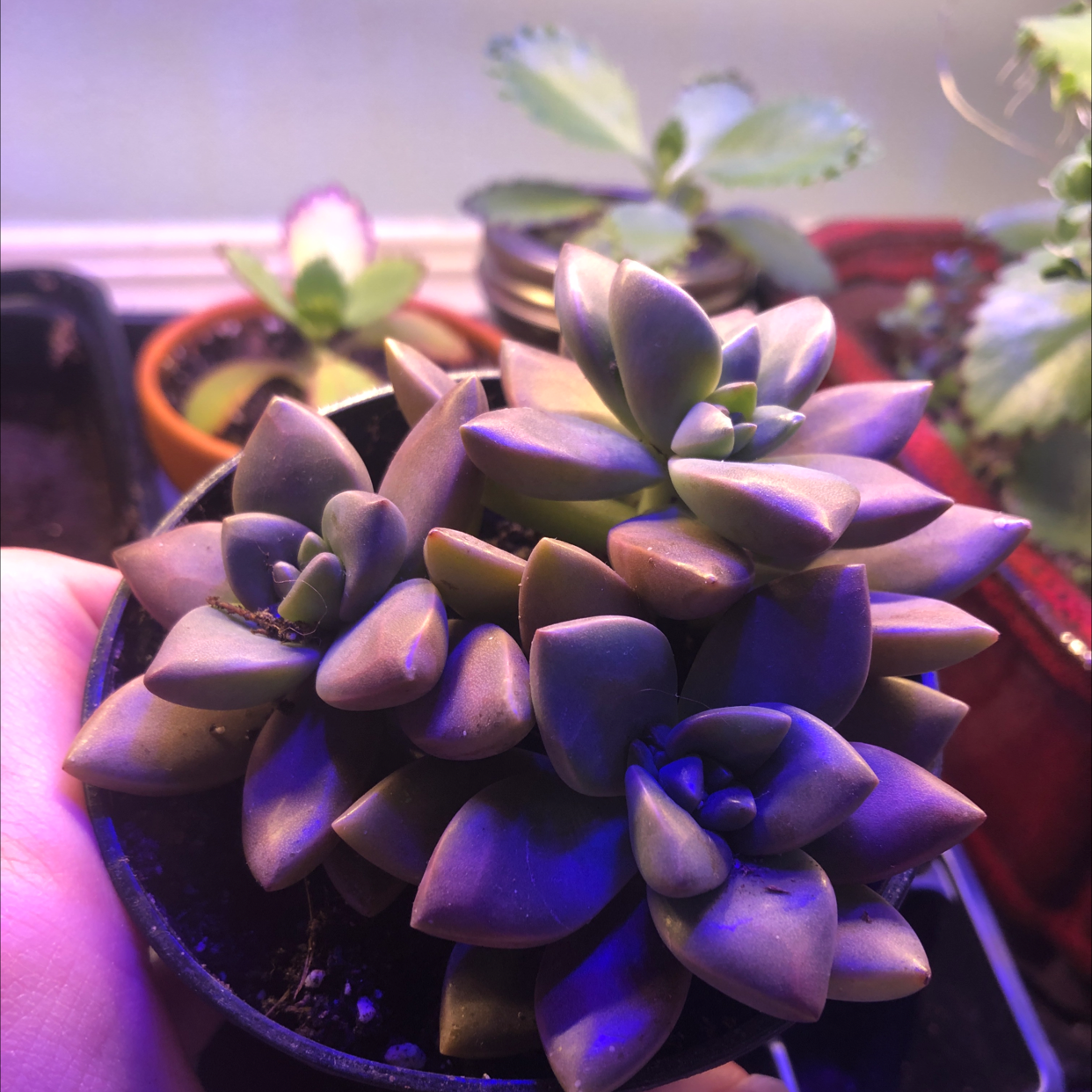 Graptosedum 'California Sunset' succulent with fleshy leaves, held by a hand, other plants in background.