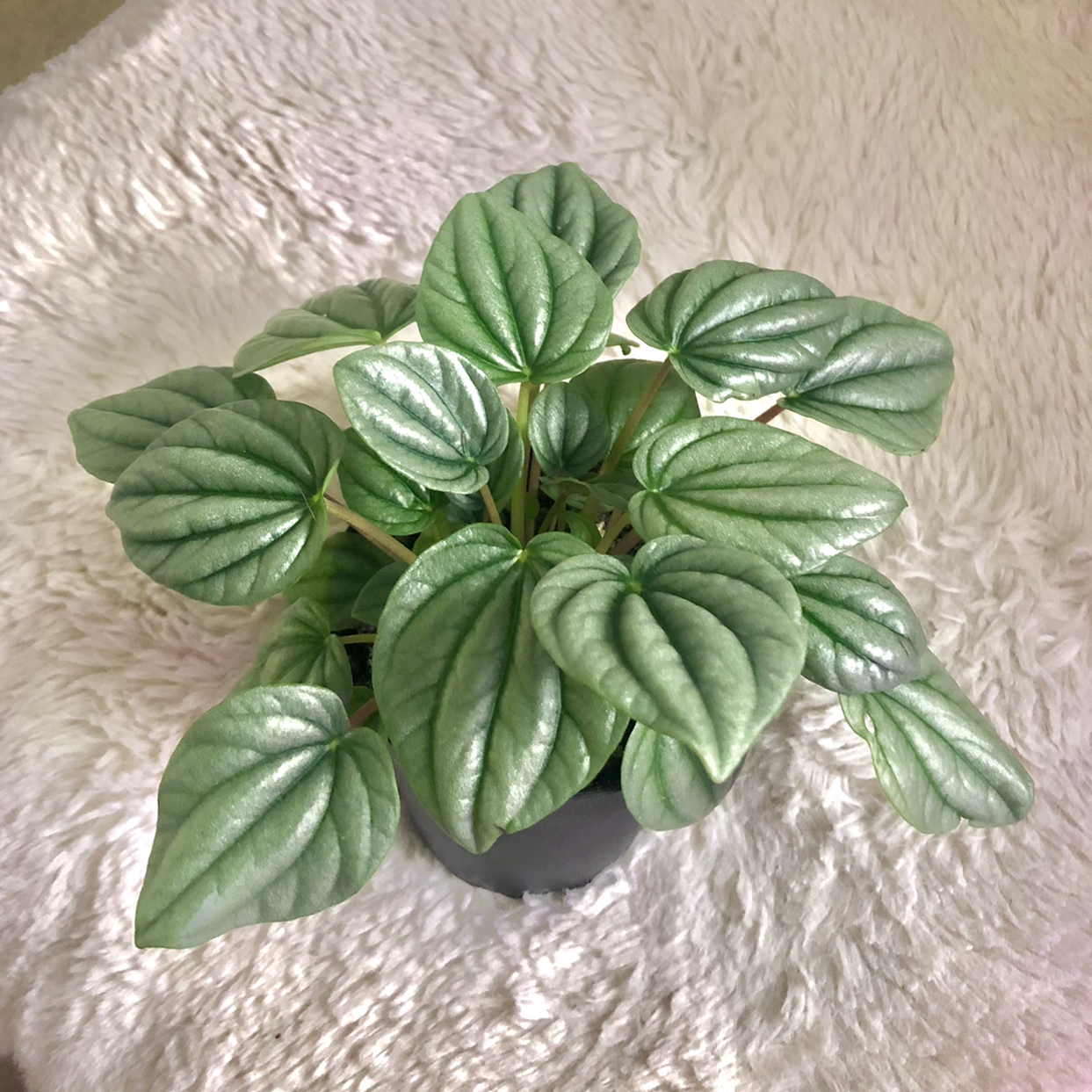 Healthy Silver Ripple Peperomia plant with vibrant green leaves.