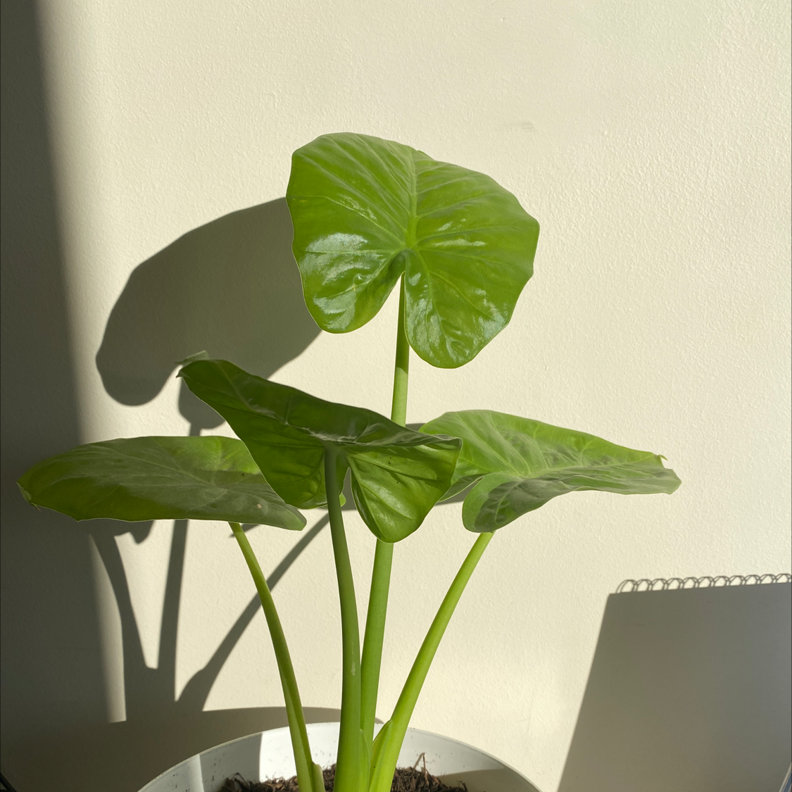 Healthy Jewel Alocasia plant with vibrant green leaves in a white pot.