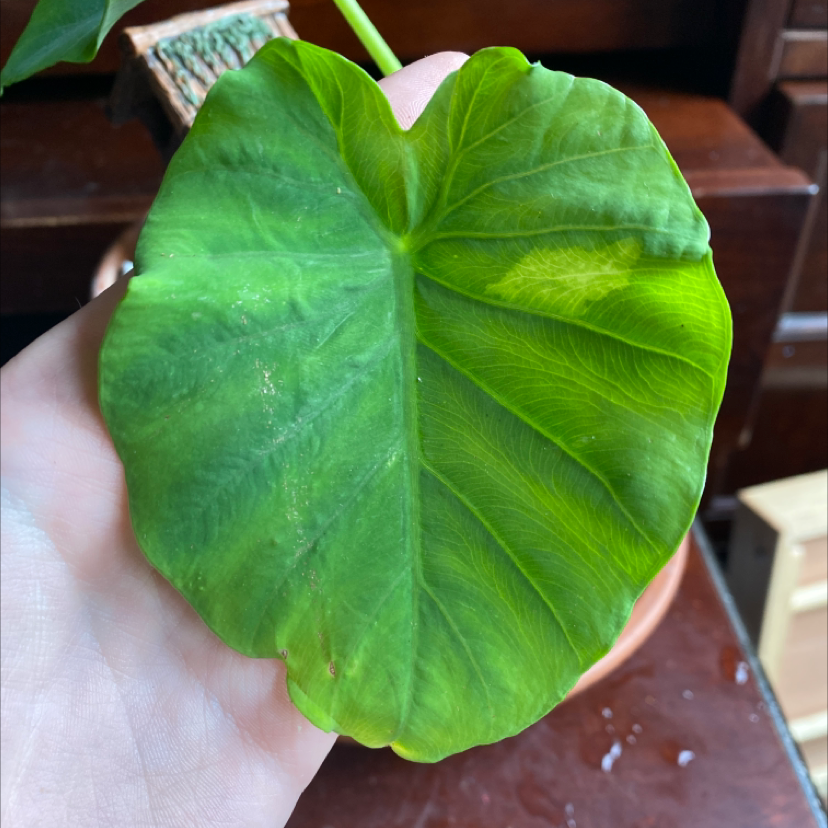 A Jewel Alocasia leaf with some yellowing and browning, held by a hand.