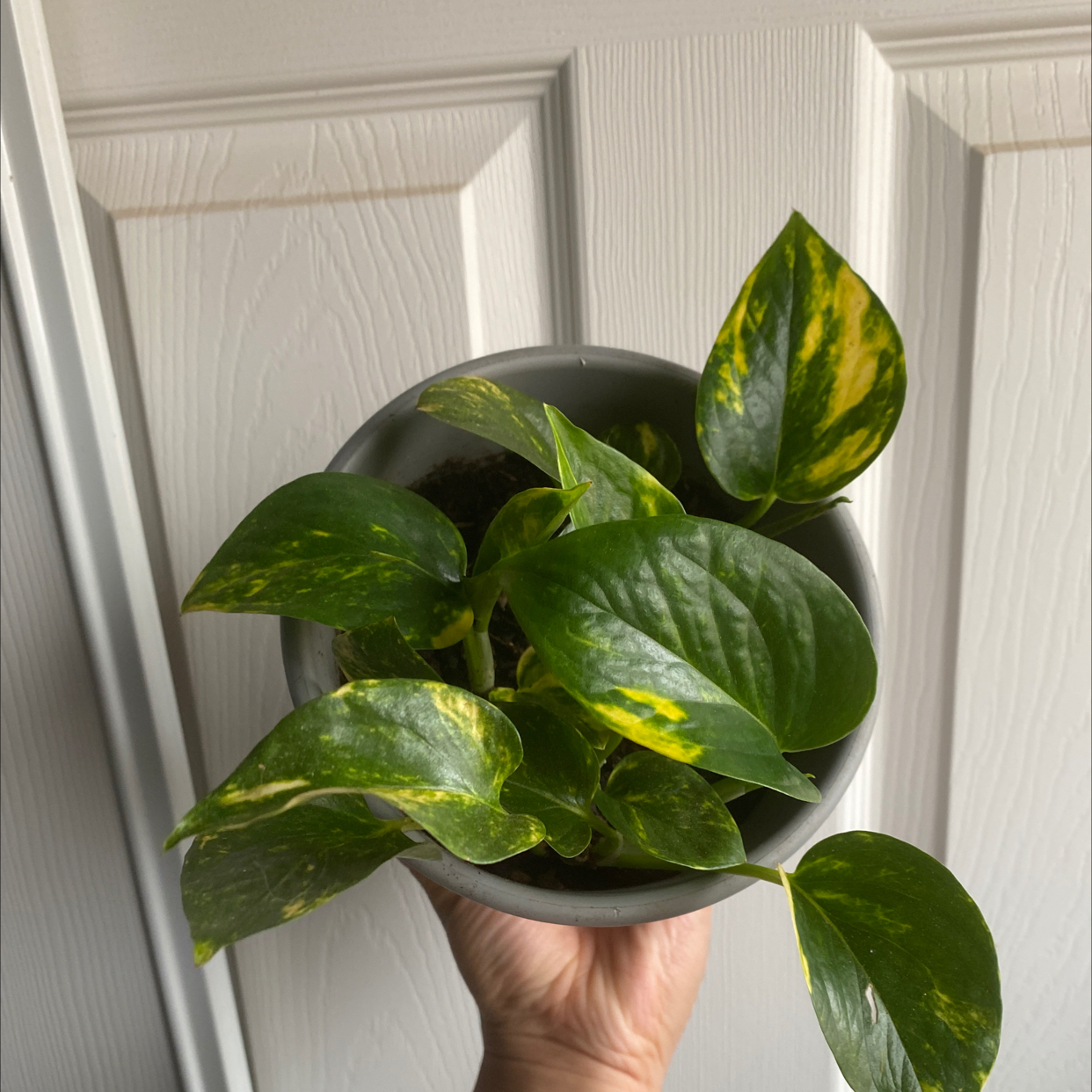 Taro Vine plant photo by @istanddefeated named Delilah on Greg, the plant care app.