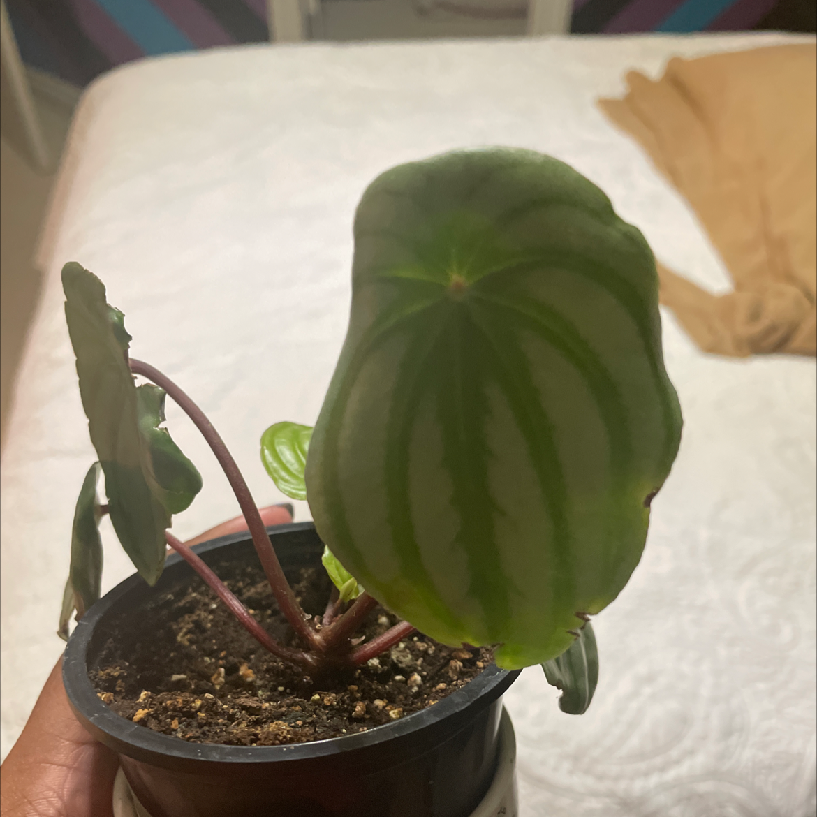 Peperomia Caperata plant photo by @planttings named Harry Styles on Greg, the plant care app.