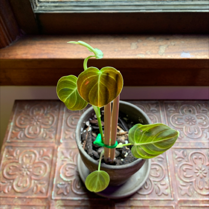 Black Gold Philodendron plant in a pot near a window with healthy green leaves.