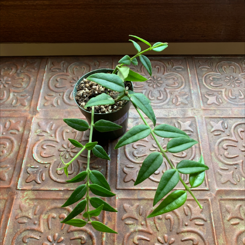 Hoya Bella plant in a small pot on a patterned surface, healthy green leaves.