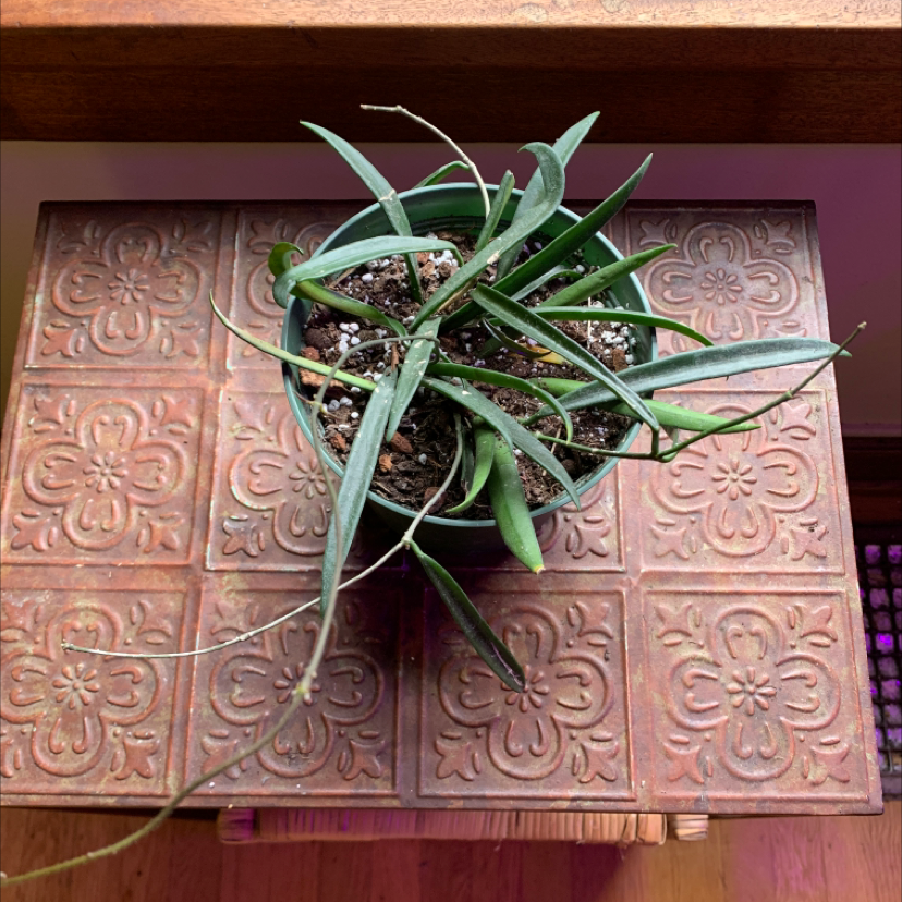 Potted Hoya shepherdii plant with long, narrow leaves on a decorative surface.