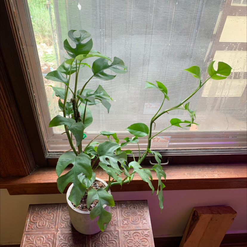 Mini Monstera plant photo by @leafslut69 named Rufus on Greg, the plant care app.