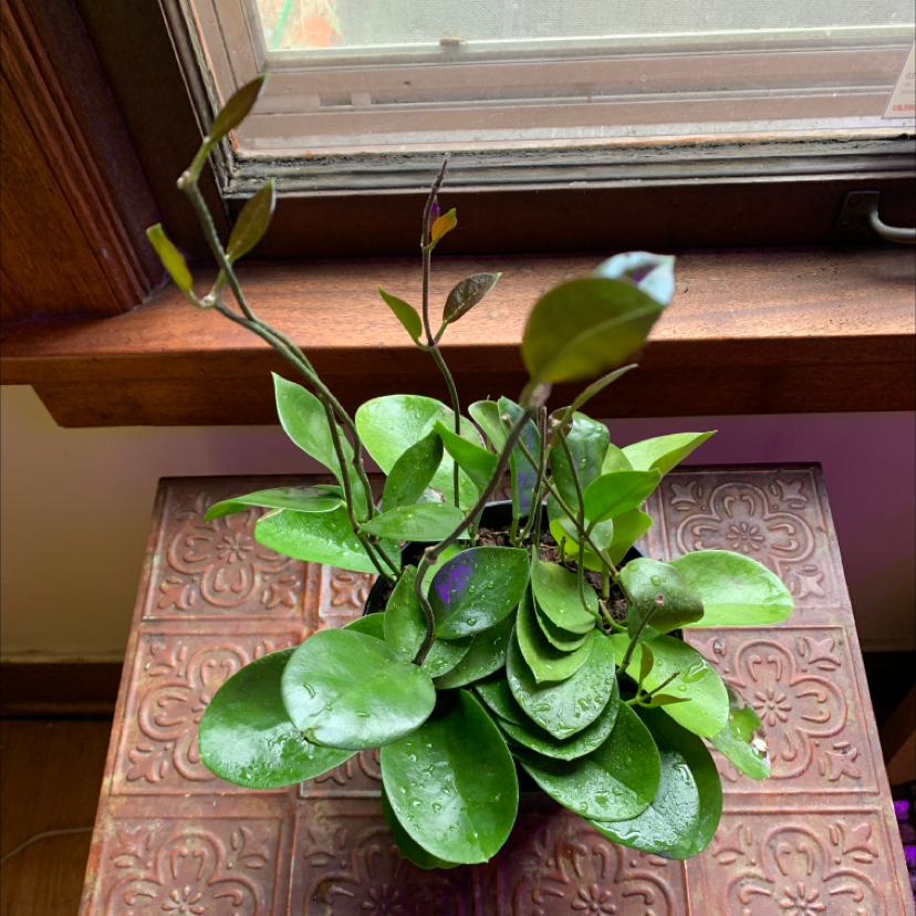 Photo of the plant species Waxvine by @leafslut69 named Hoya Australis on Greg, the plant care app