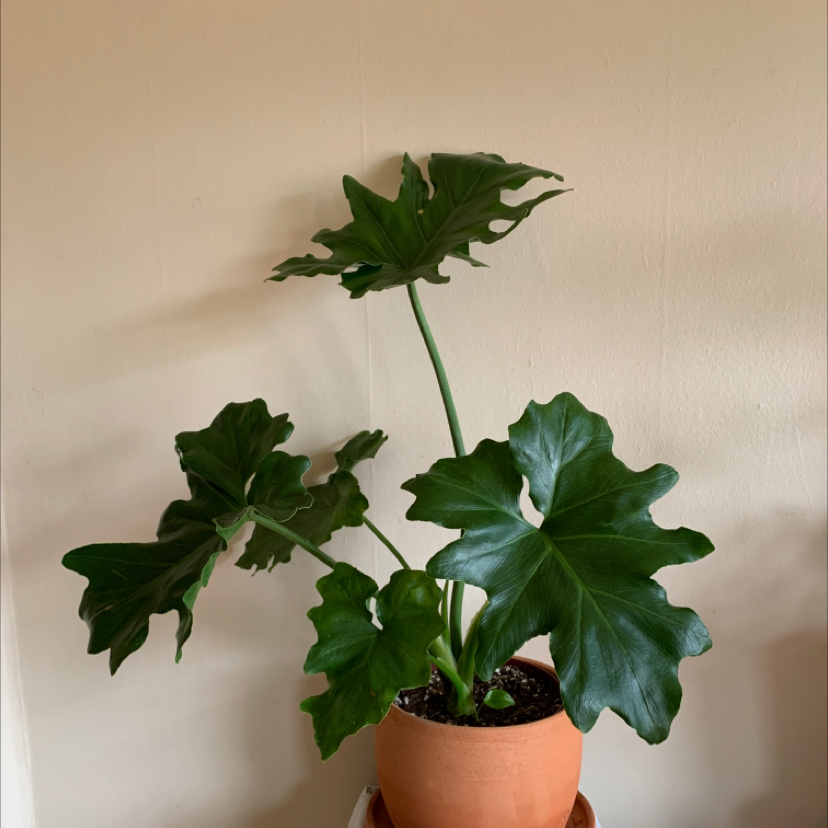 Photo of the plant species Philodendron 'Hope Selloum' by @leafslut69 named Charity on Greg, the plant care app
