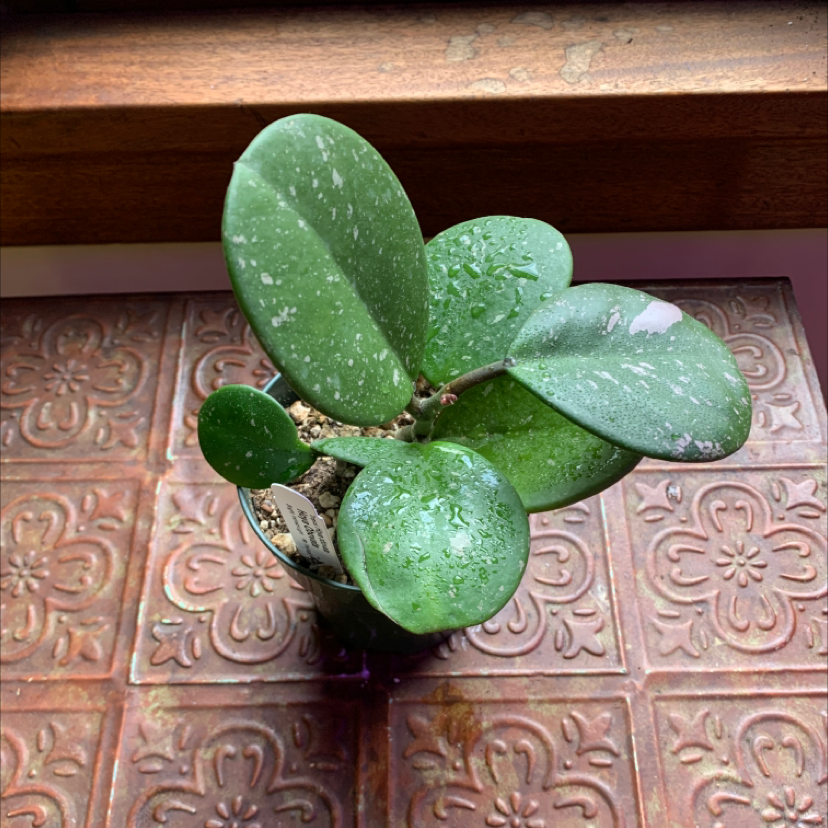 Hoya obovata plant with green, round leaves and water droplets, potted on a decorative surface.