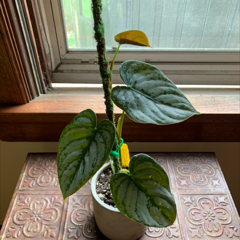 Silver Leaf Philodendron with yellowing and browning leaves in a pot near a window.