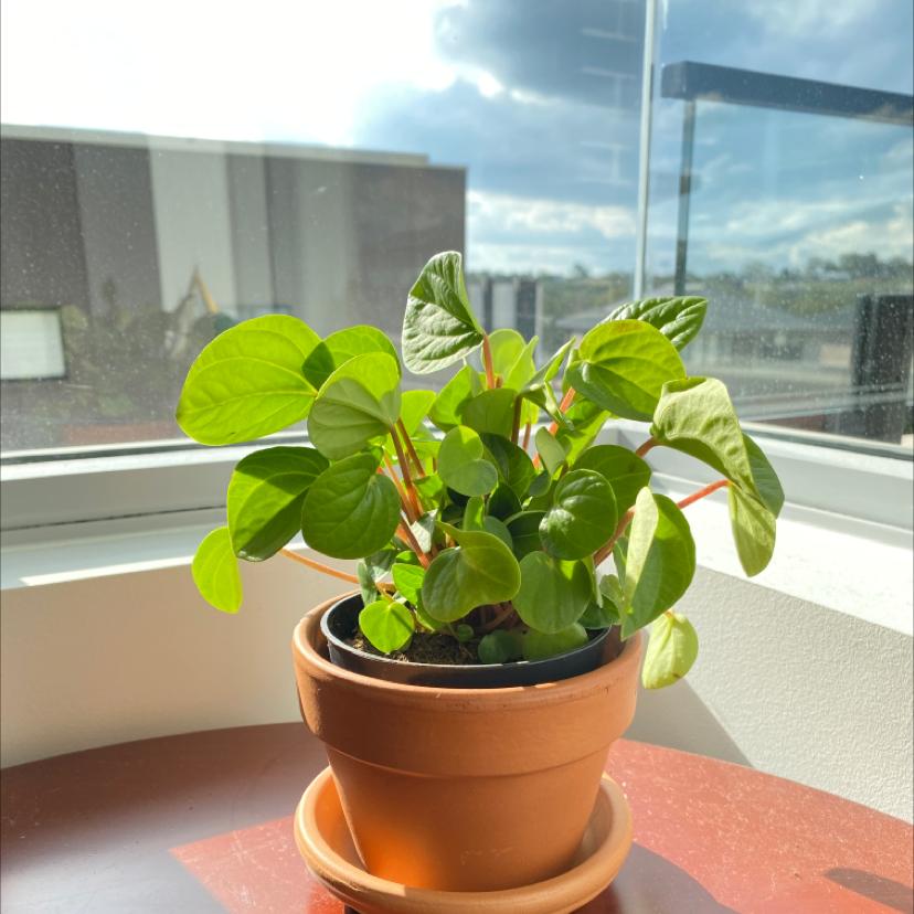 Rana Verde Peperomia plant in a terracotta pot near a window with vibrant green leaves.