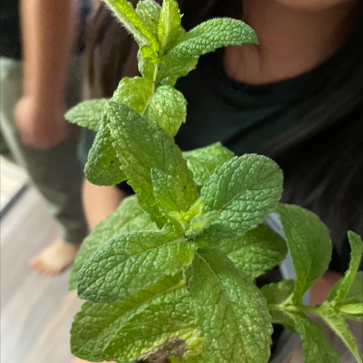 Healthy Apple Mint plant with vibrant green leaves, held by a person.