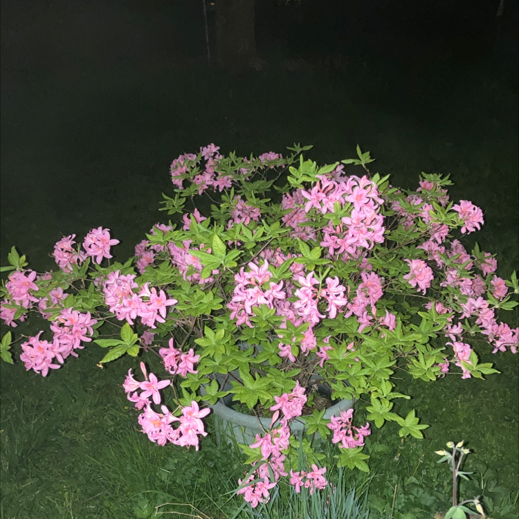 Flowering Satsuki azalea with numerous pink blossoms and green leaves.