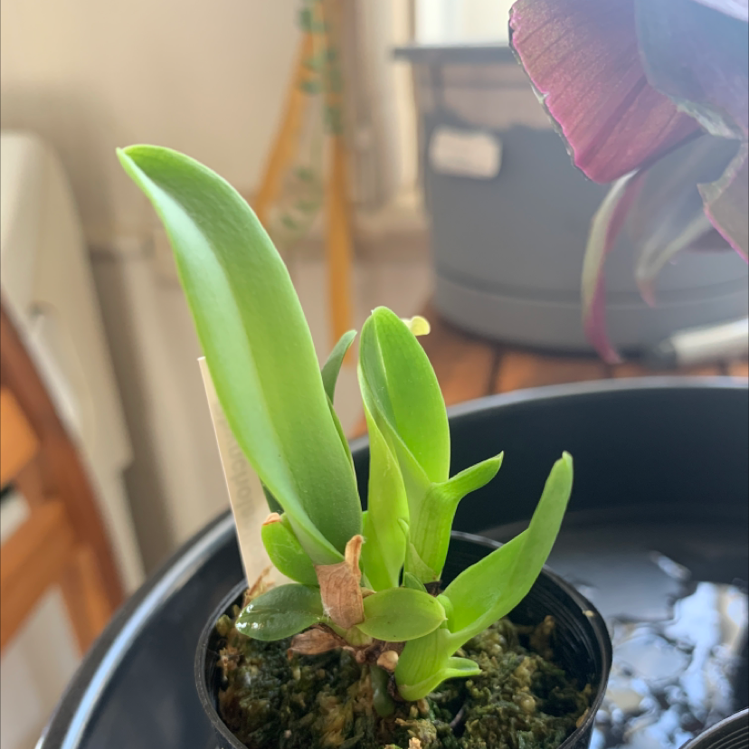 Photo of the plant species Blc. Thaksina Candy by @Shannonsturzaker named Osmo on Greg, the plant care app