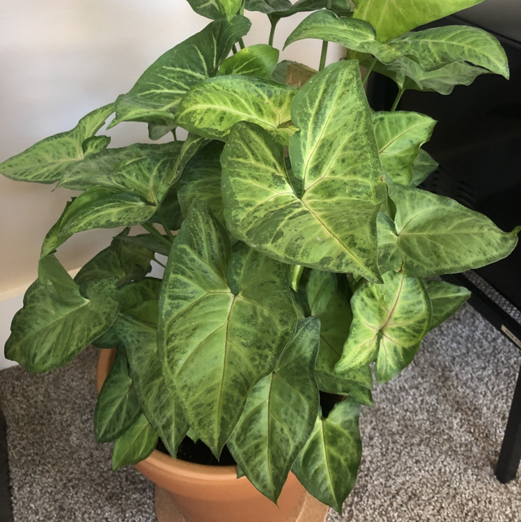 Red Heart plant photo by @al_pal named Archie on Greg, the plant care app.