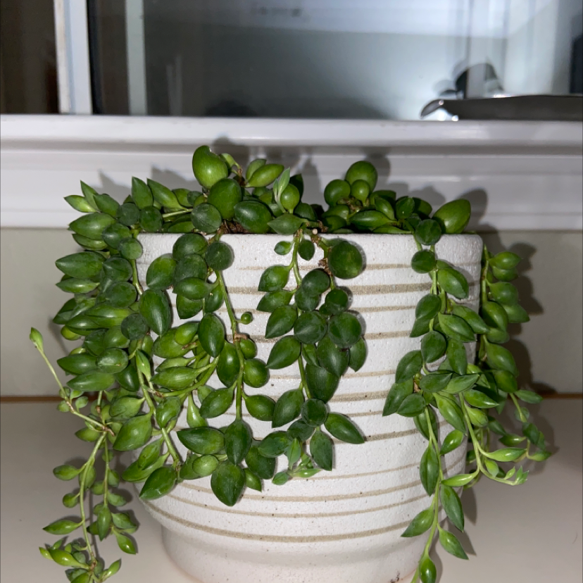 String of Watermelons plant in a white pot with vibrant green leaves.
