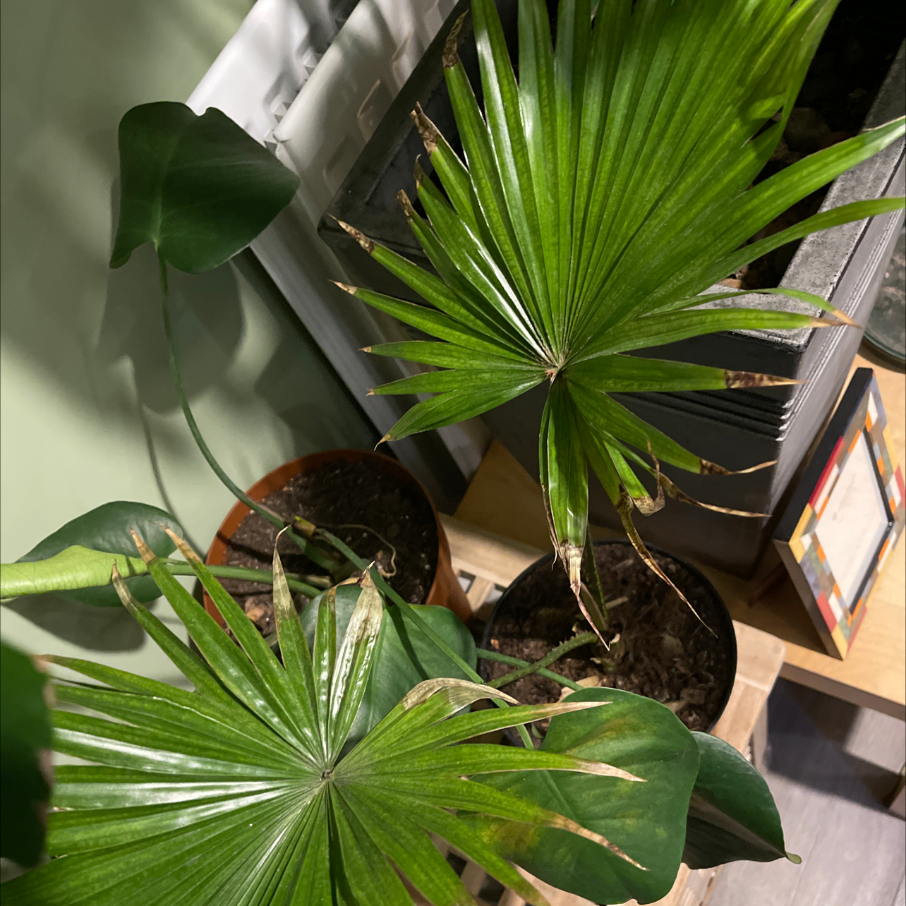 Chinese Fan Palm with browning leaf edges, potted with visible soil, another plant present.