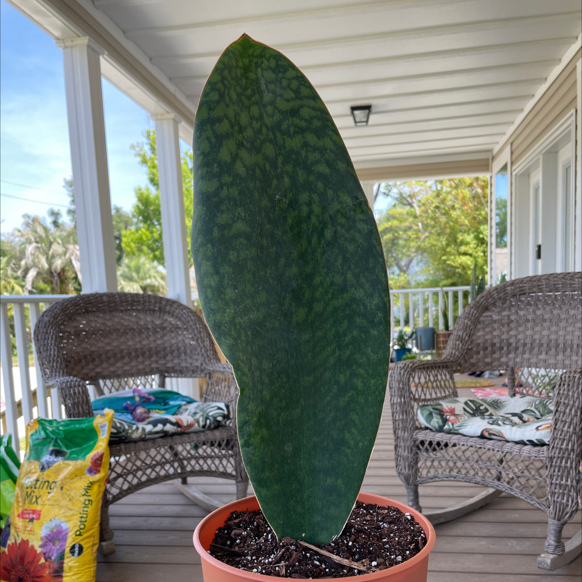 Whale Fin Snake Plant in a pot on a porch with wicker chairs in the background.