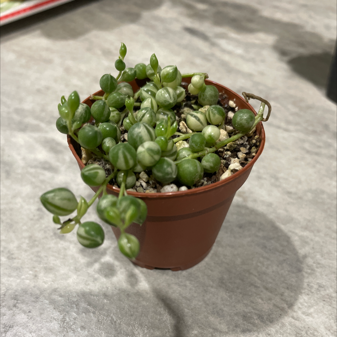 Potted Variegated String of Pearls plant with visible soil, well-framed and in focus.