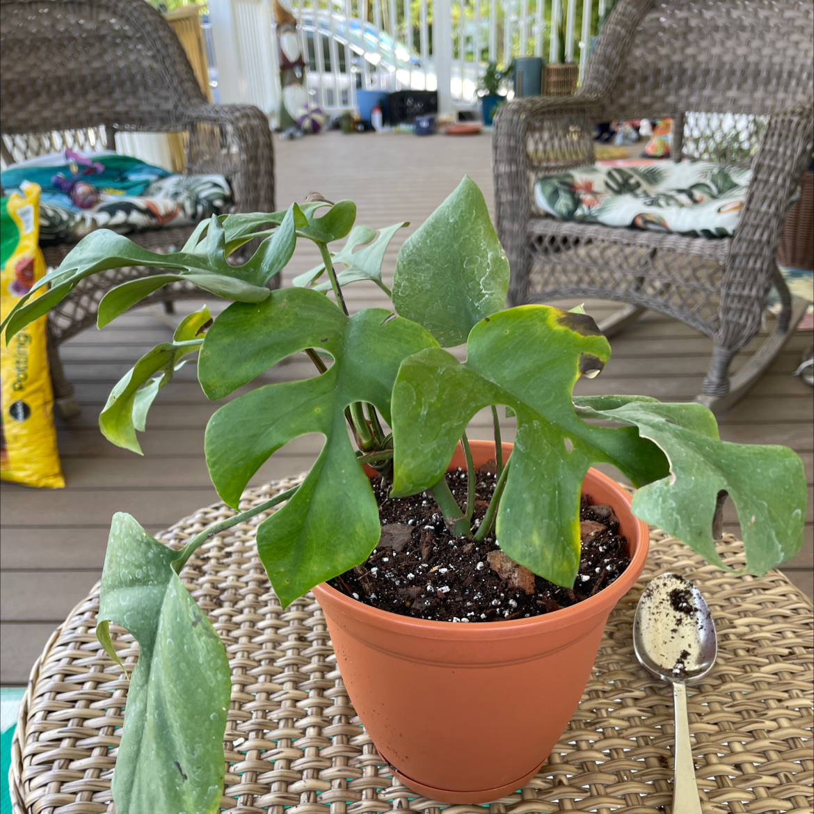 Potted Rhaphidophora foraminifera plant with green leaves on a wicker table in an outdoor setting.