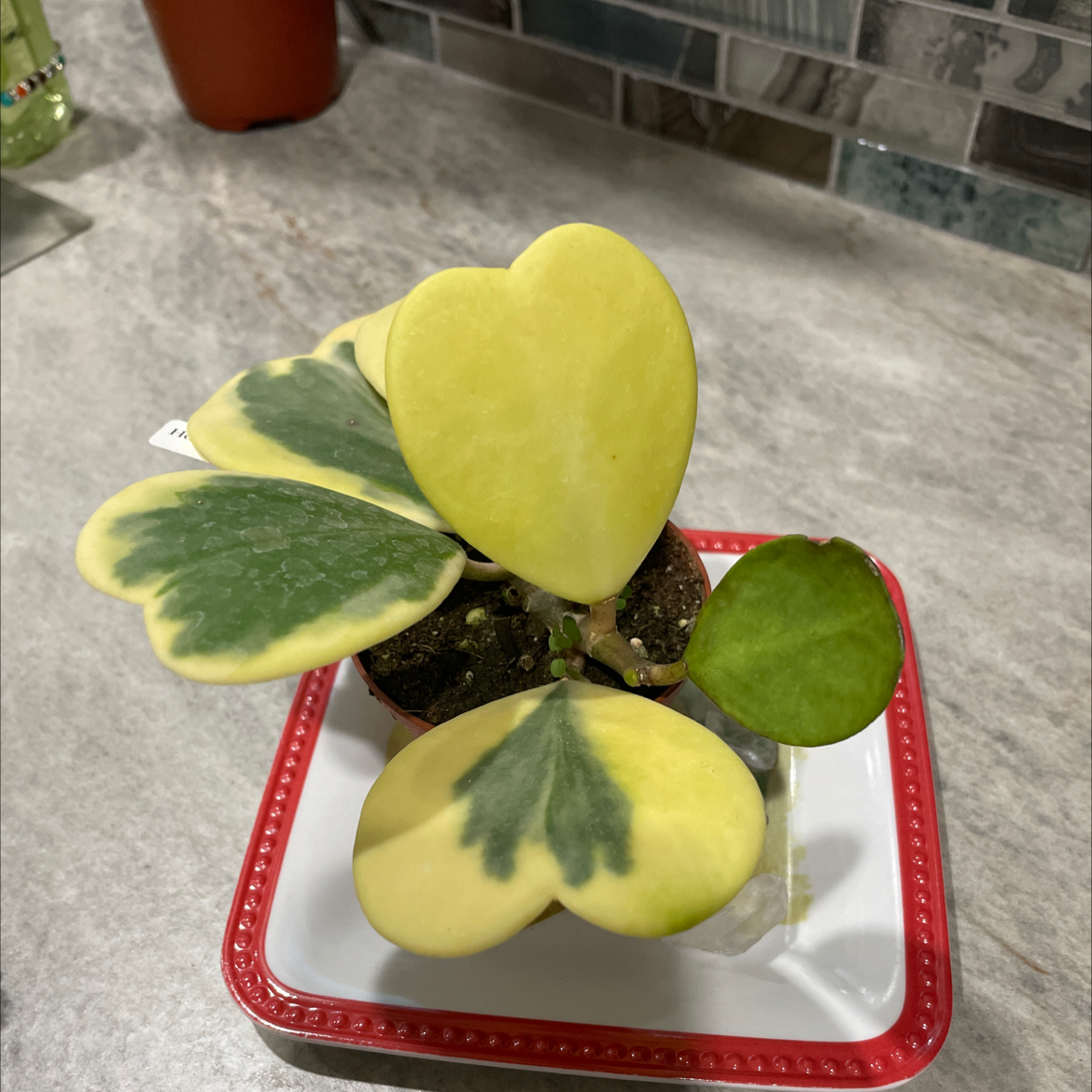 Variegated Heart Leaf Hoya plant with heart-shaped leaves in a small pot.