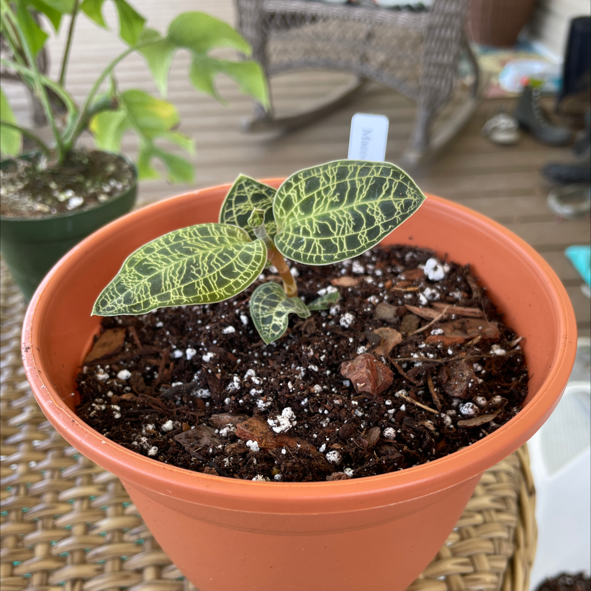 Lightning Bolt Jewel Orchid in a small pot with visible soil and vibrant leaves.