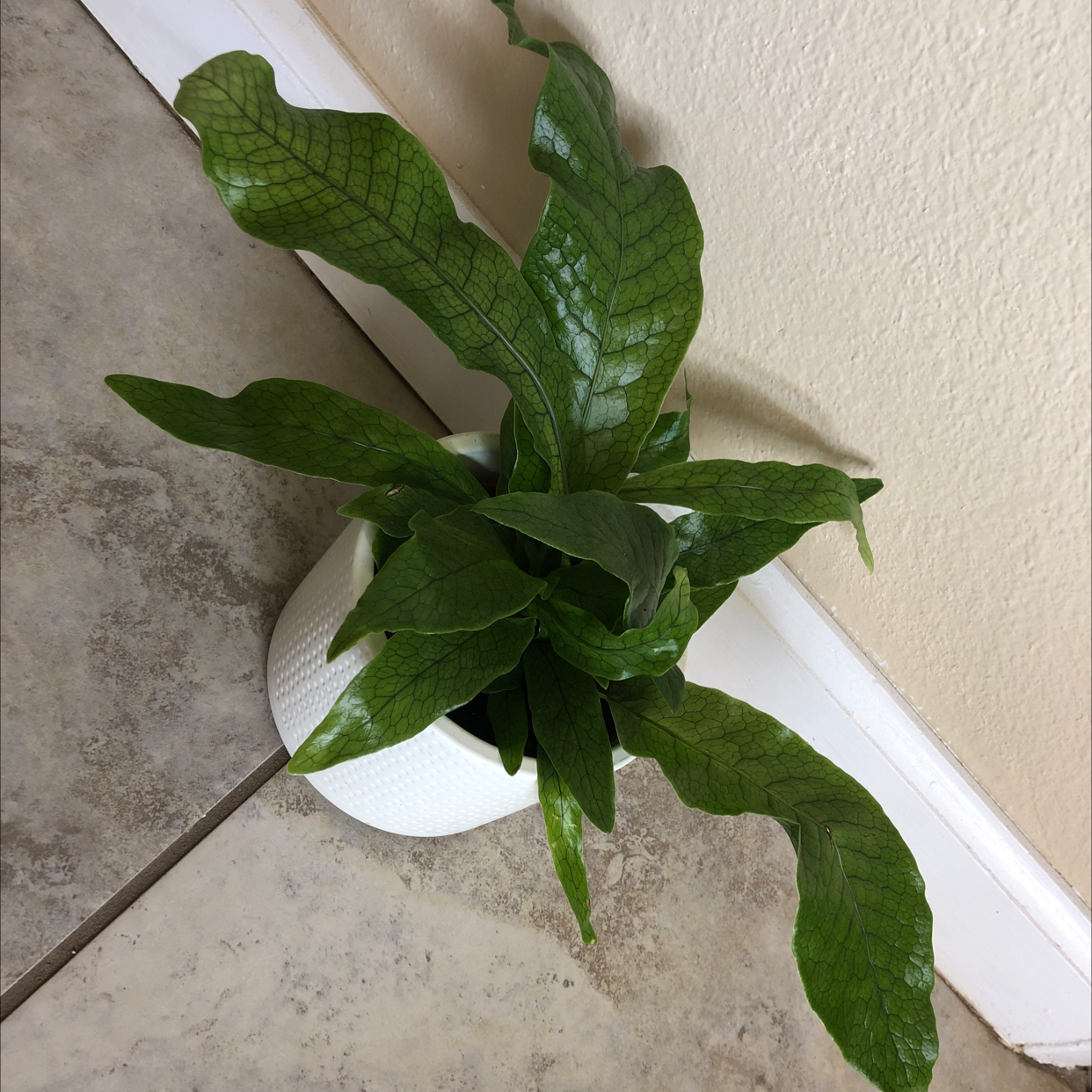 Crocodile Fern in a white pot on a tiled floor next to a wall.