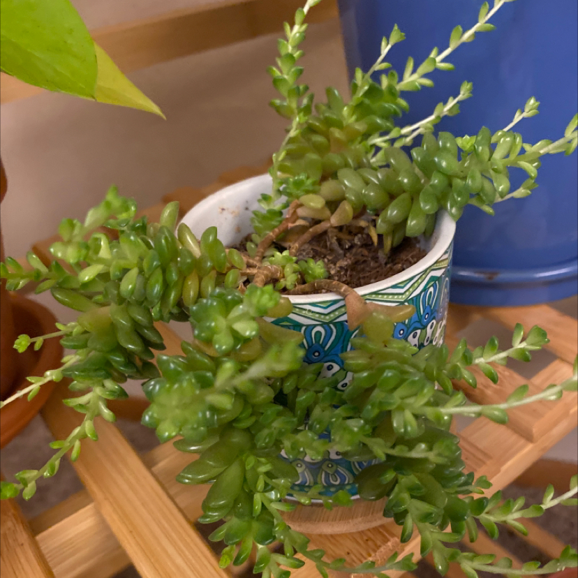 Cremnosedum 'Little Gem' plant photo by @katryna named Peridot on Greg, the plant care app.