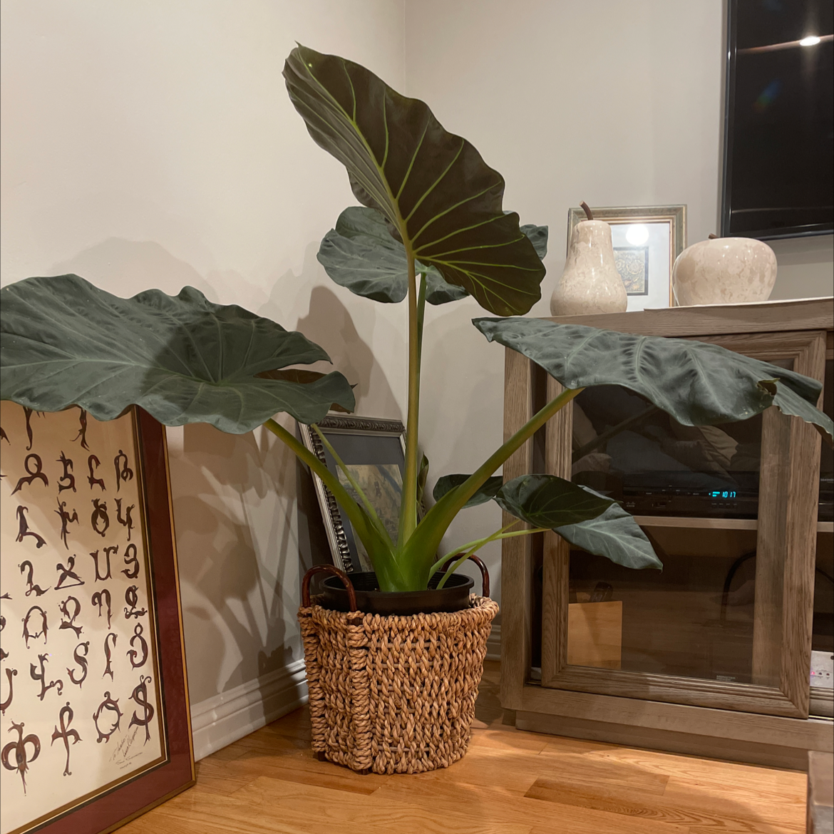 Healthy Alocasia 'Regal Shields' plant with large, dark green leaves in a woven basket indoors.