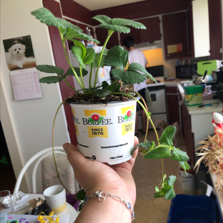 California Strawberry plant in a small container, held by a hand, with a kitchen in the background.