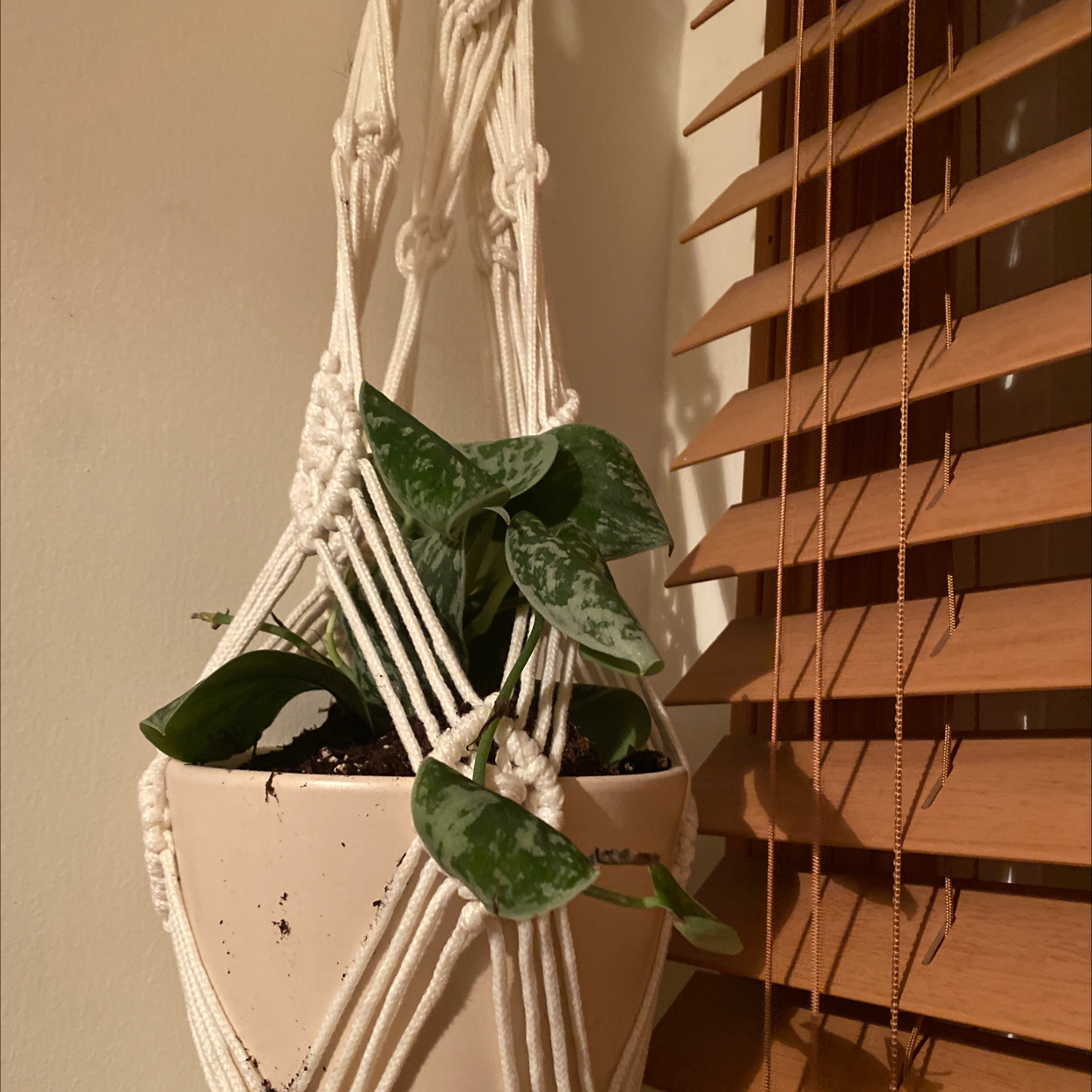 Satin Pothos plant photo by @Snerdbergler named Victoria on Greg, the plant care app.