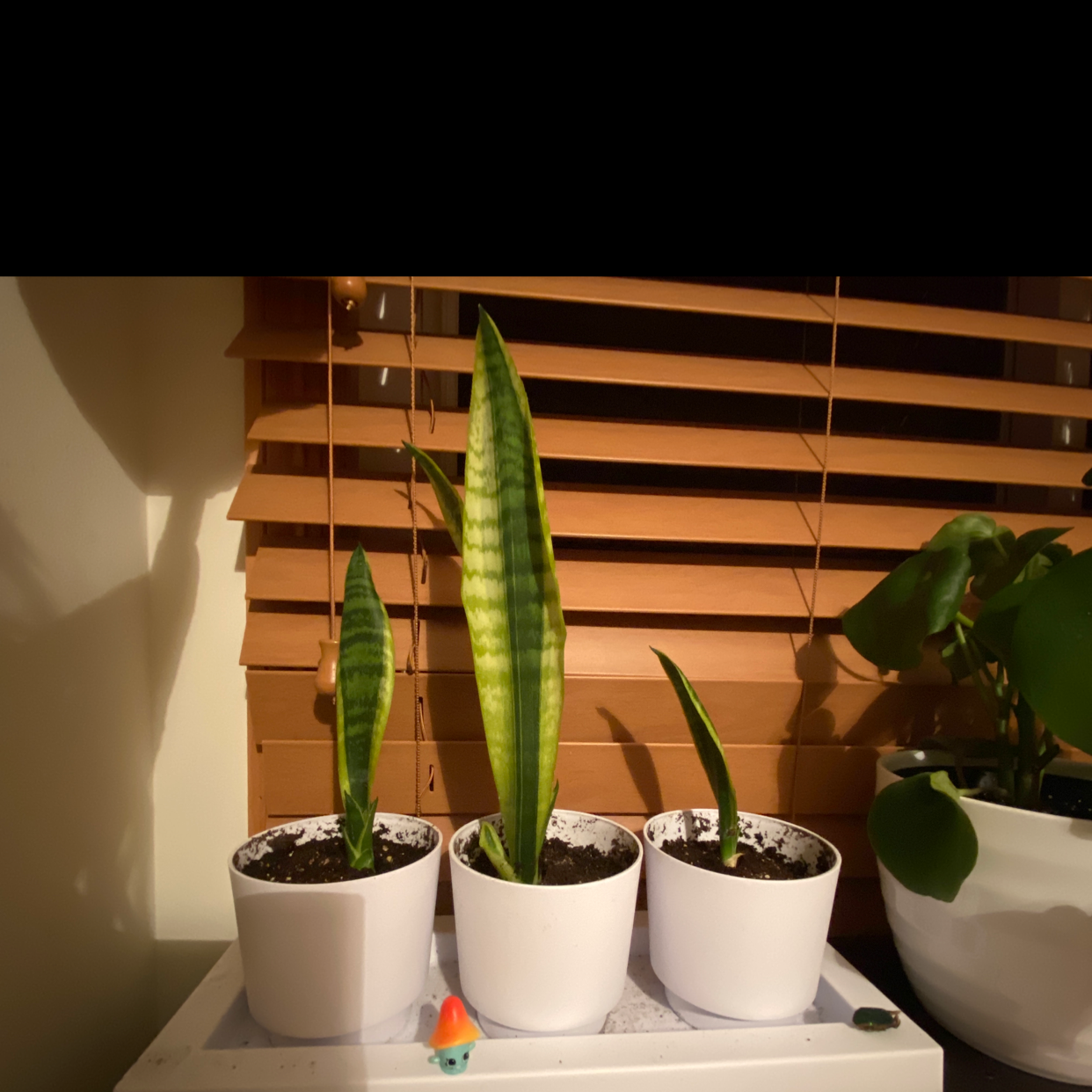 Snake Plant plant photo by @Snerdbergler named The Gang on Greg, the plant care app.