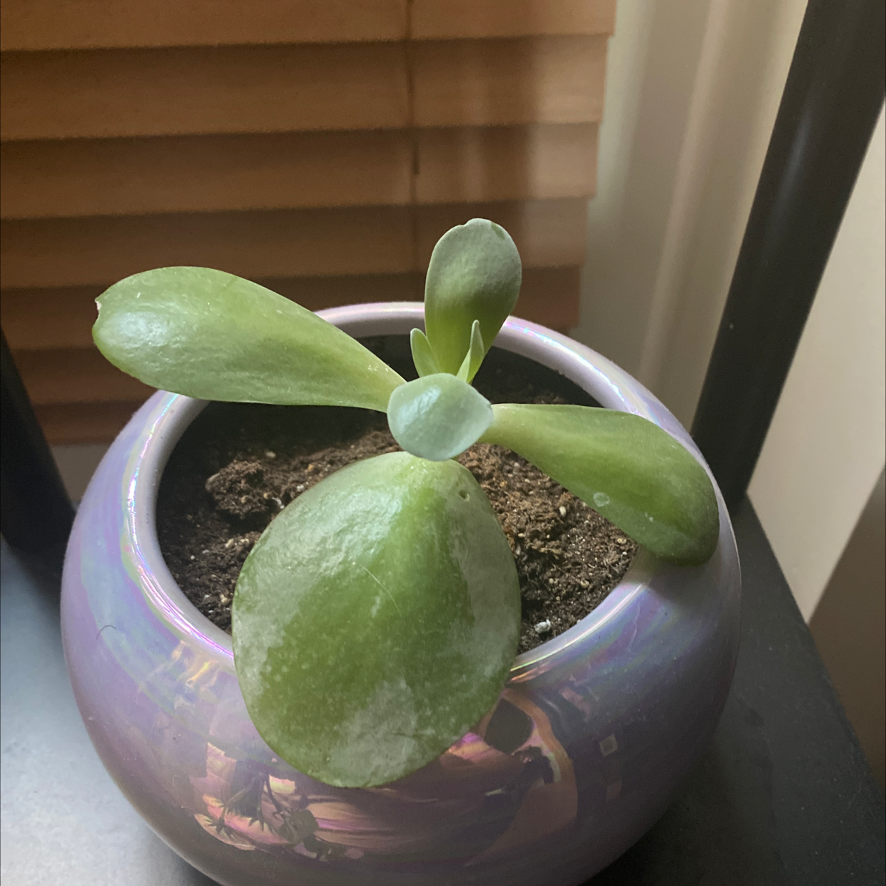 Paddle Plant plant photo by @Snerdbergler named Petunia on Greg, the plant care app.