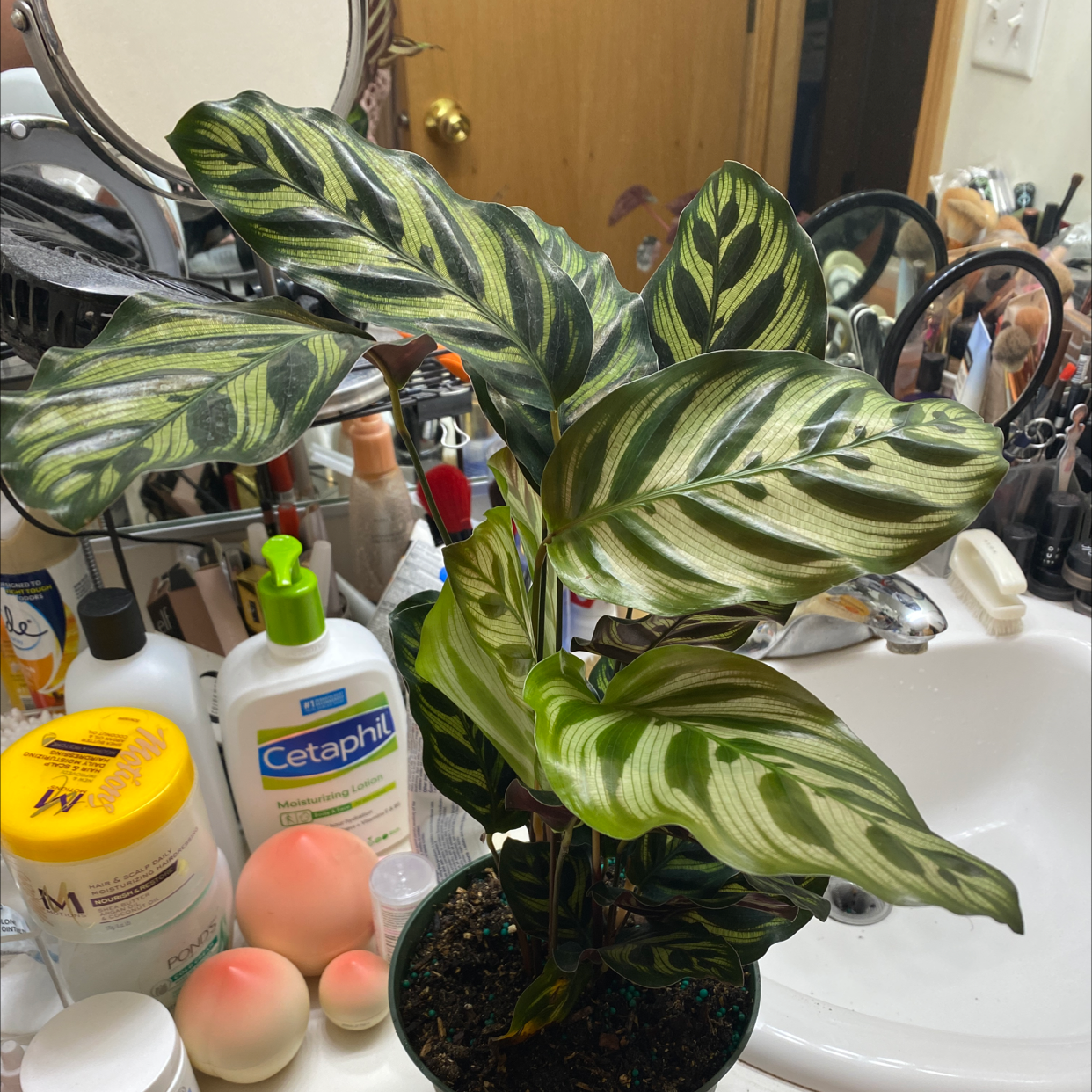 Cathedral Windows plant photo by @Snerdbergler named Athena on Greg, the plant care app.