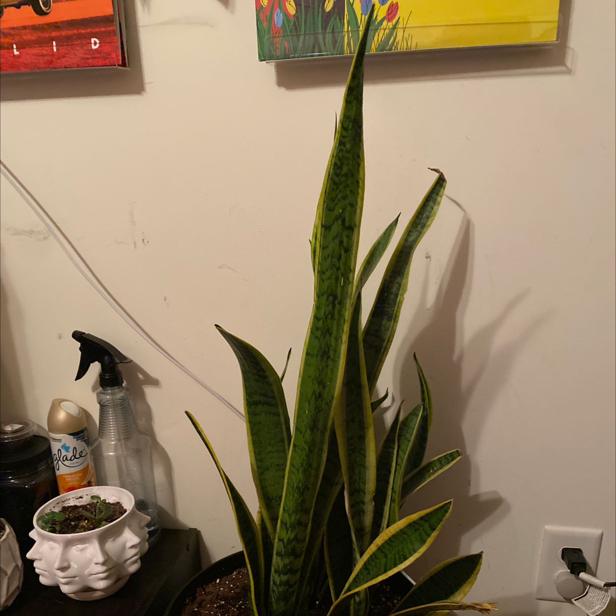 Snake Plant plant photo by @Snerdbergler named Sneaky Snake on Greg, the plant care app.
