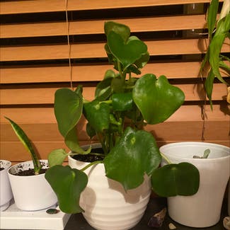 Raindrop Peperomia plant in Omaha, Nebraska