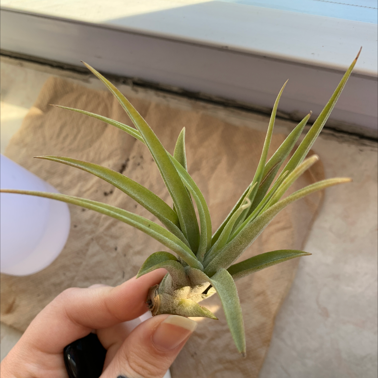 Tillandsia Erubescens plant held by a hand, with green leaves and no visible signs of disease.